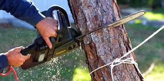 Best Leaf Removal  in Langley Park, MD