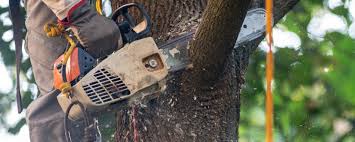 Best Tree Cabling and Bracing  in Langley Park, MD