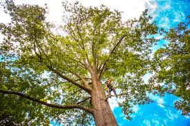 Best Emergency Tree Removal  in Langley Park, MD