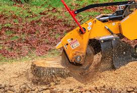 Best Root Management and Removal  in Langley Park, MD