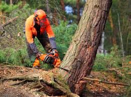 Best Arborist Consultation Services  in Langley Park, MD