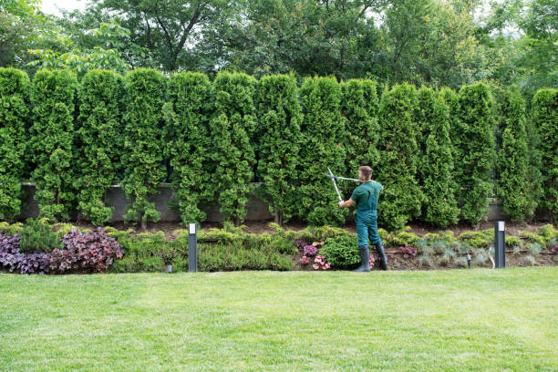 Best Organic Lawn Care Solutions  in Langley Park, MD