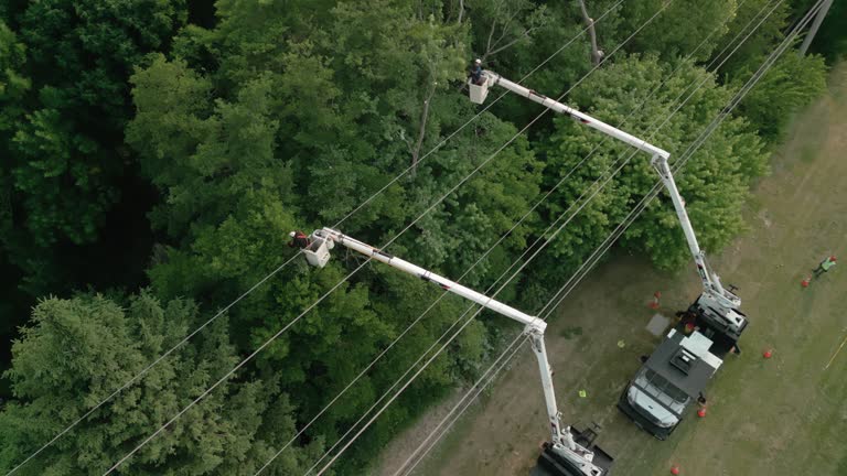 Best Utility Line Clearance  in Langley Park, MD