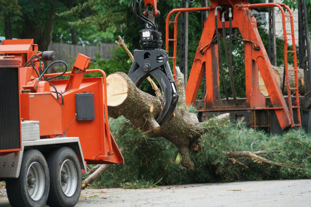Reliable Langley Park, MD Tree Removal Solutions