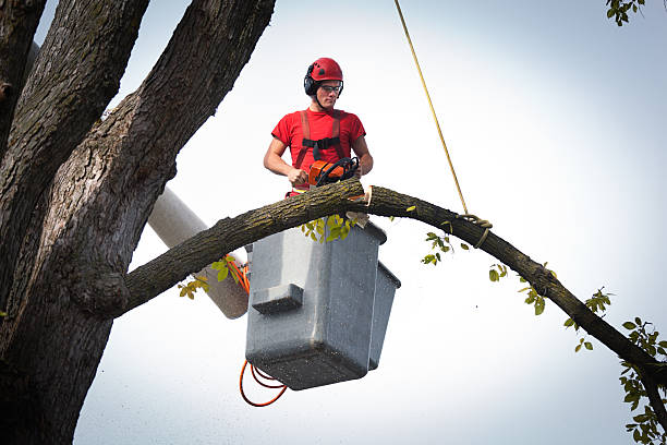 Best Storm Damage Tree Cleanup  in Langley Park, MD