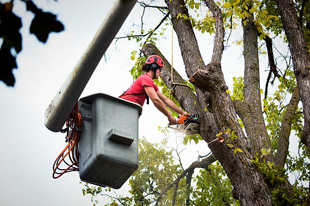 Best Tree Trimming and Pruning  in Langley Park, MD